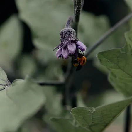 Ca' Bossi * 切尔诺比奥